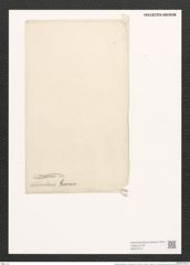 Nitzschia lanceolata var. incrustans Grun. (de-Toni-Nr.: Genus 47, Species 2117) Zeichnungen Sammlung Grunow (NHMW-BOT-W0372212)